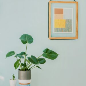 A minimalist interior with a Monstera plant, framed abstract art, and home decor elements.